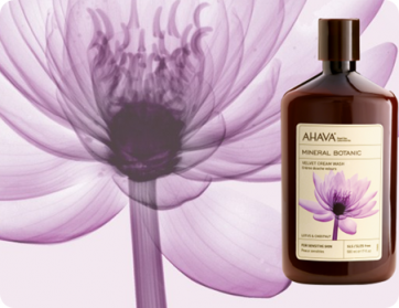 Ahava Velvet Body Lotion Lotus & Chestnut