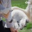 Borstel voor hond